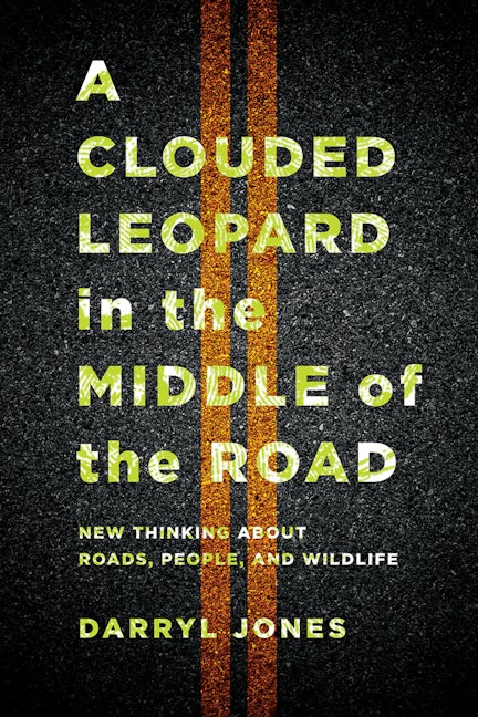 A Clouded Leopard in the Middle of the Road